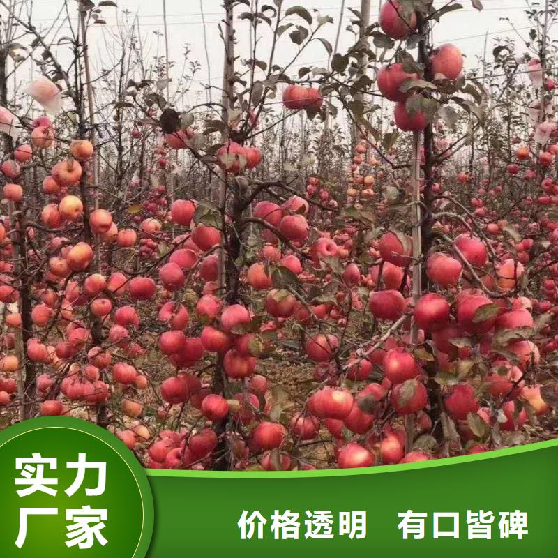 广南烟富111苹果树苗品种纯签订合同