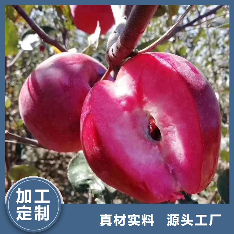 昌宁晚熟苹果树苗大量  