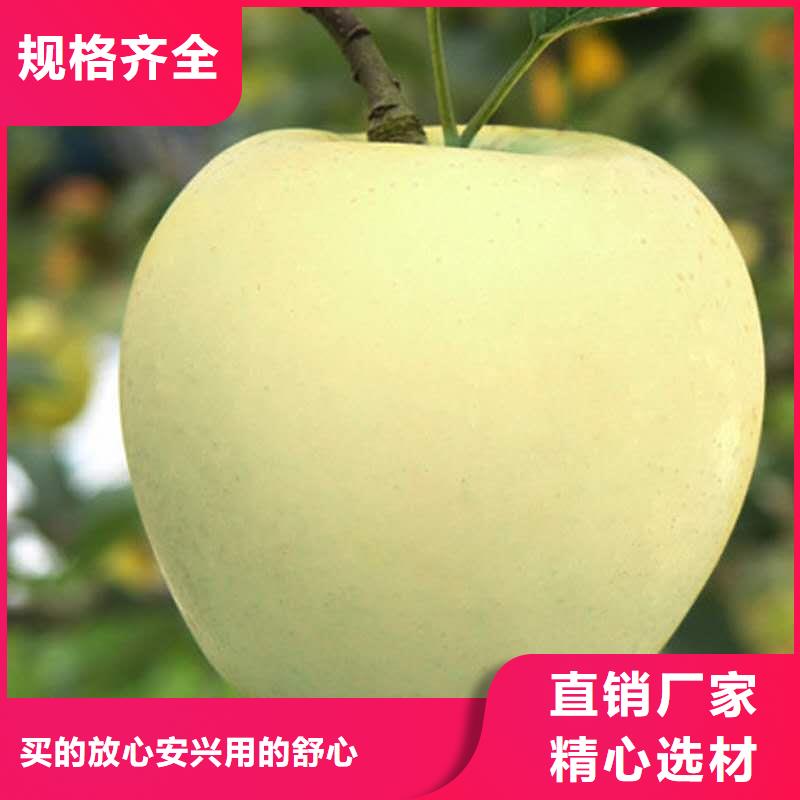 良庆富士系列苹果树苗大量  