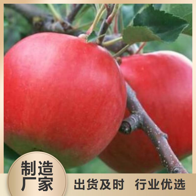 昌平烟富111苹果树苗购种苗回收果品