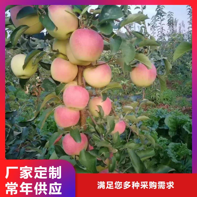 广南烟富111苹果树苗品种纯签订合同