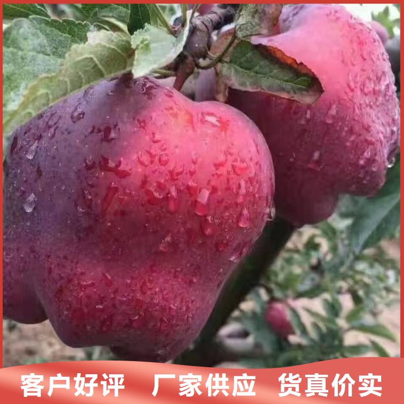 东营品质果肉红色苹果树苗保品种成活