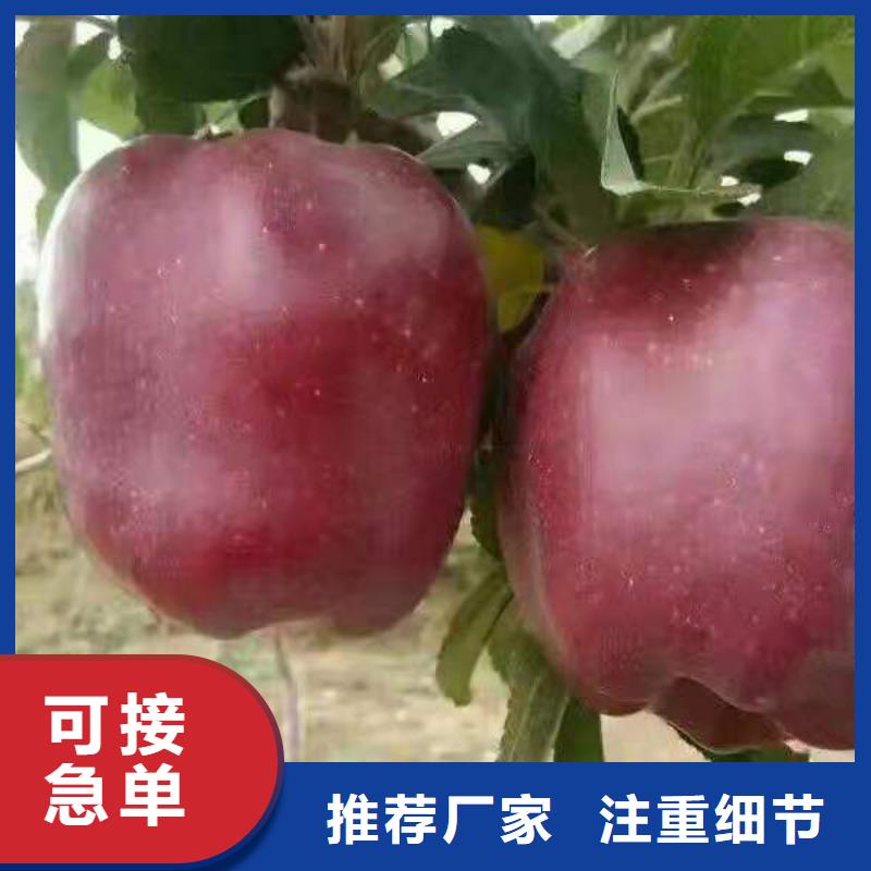 永春富士系列苹果树苗哪里有联系  