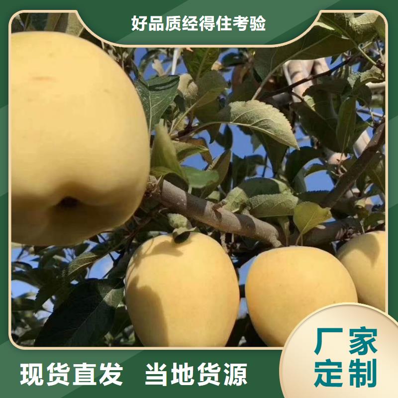 [润鑫]双塔m9t337矮化苹果树苗保品种保成活