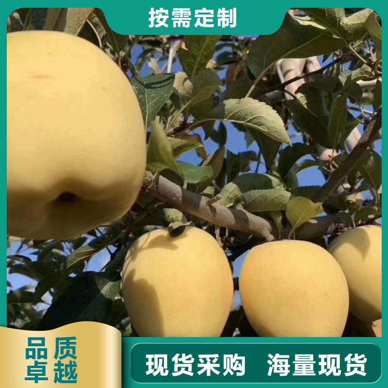 购买<润鑫>烟富111苹果树苗保品种保成活