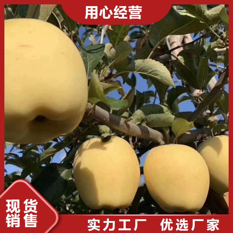 (润鑫)五莲红肉苹果树苗多少钱
