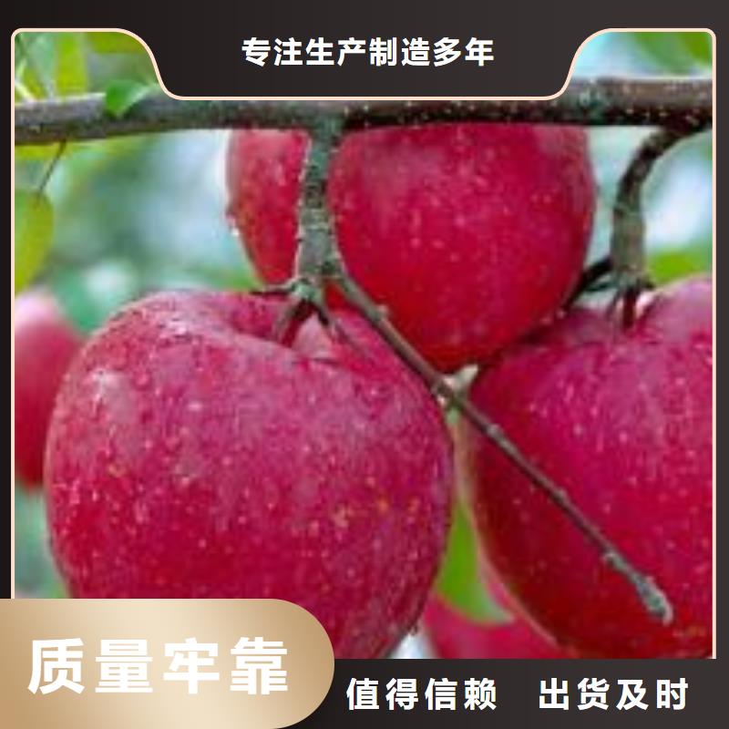 优质工艺<润鑫>果肉红色苹果树苗实地考察现挖现卖