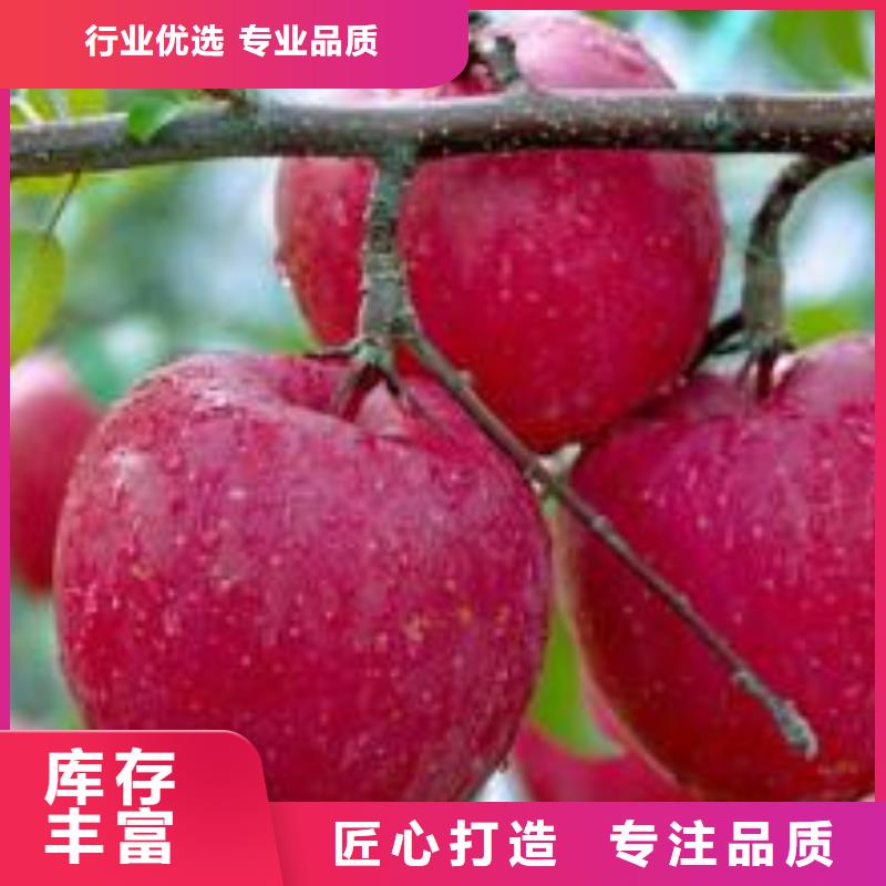 [润鑫]七星关嘎啦苹果树苗保品种成活