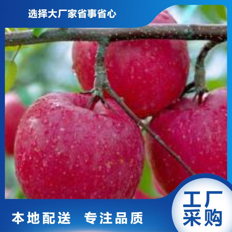 《润鑫》泰来果肉红色苹果树苗育苗基地