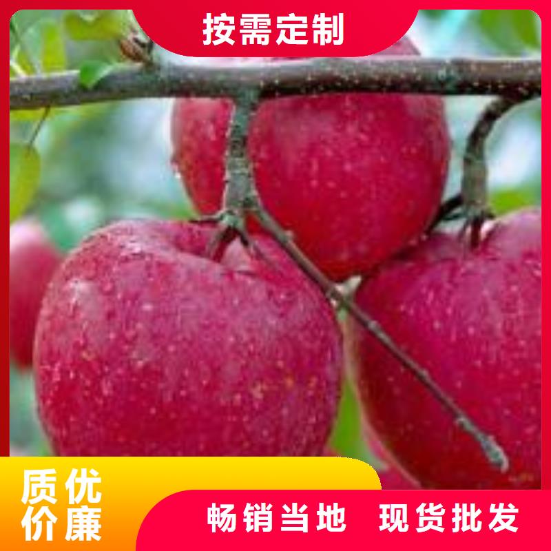 附近[润鑫]占地3-8公分苹果树苗实地考察现挖现卖