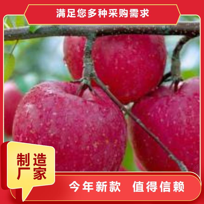 本土(润鑫)众成一号苹果树苗保品种保成活