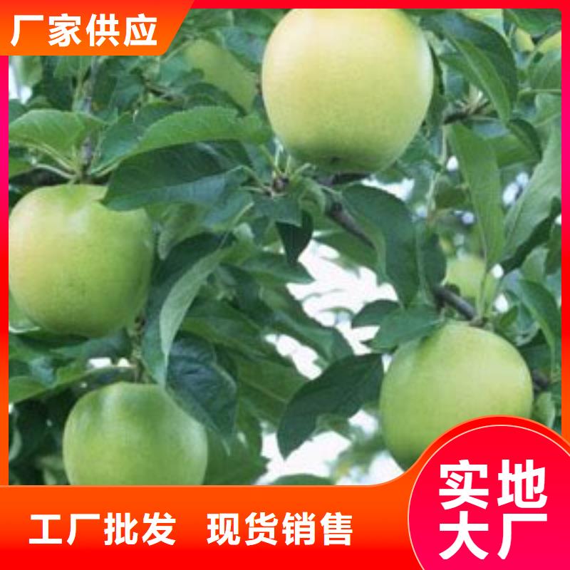 《润鑫》广南烟富111苹果树苗品种纯签订合同