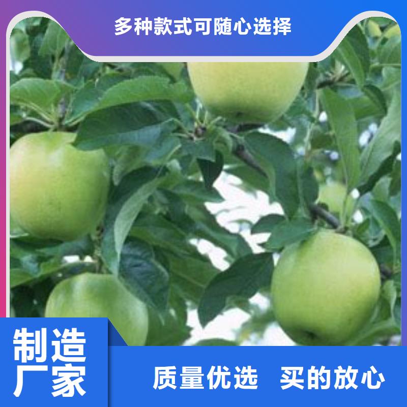 购买【润鑫】澳洲青苹果树苗育苗基地