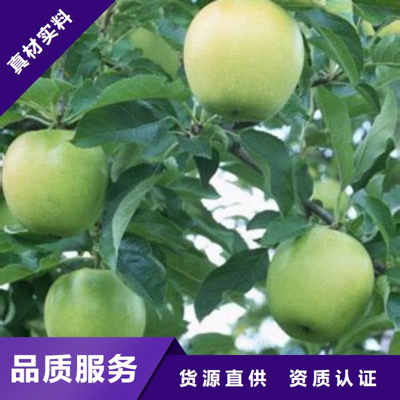厂家规格全<润鑫>外皮黑色苹果树苗品种纯签订合同