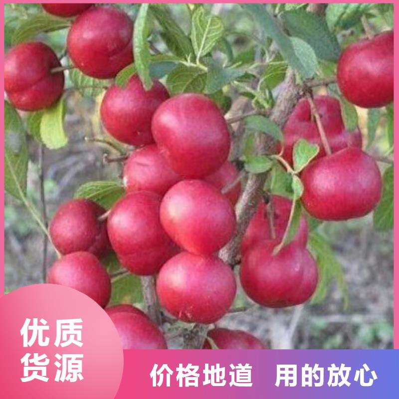 永胜农大6号钙果树苗品种全价格便宜