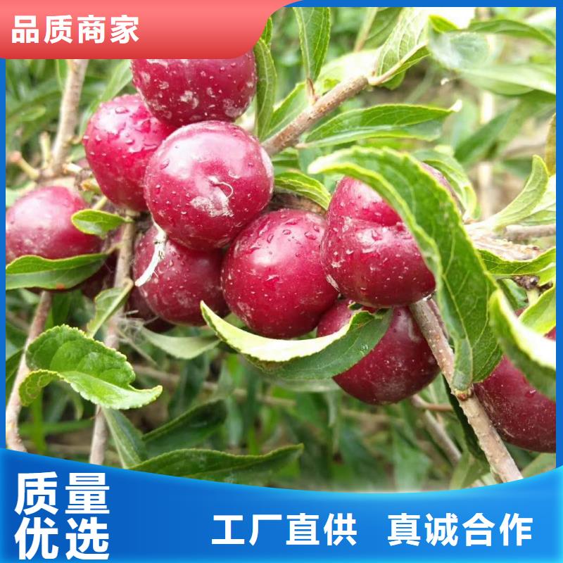 【香港】现货适合采摘园钙果树苗应该注意哪些问题