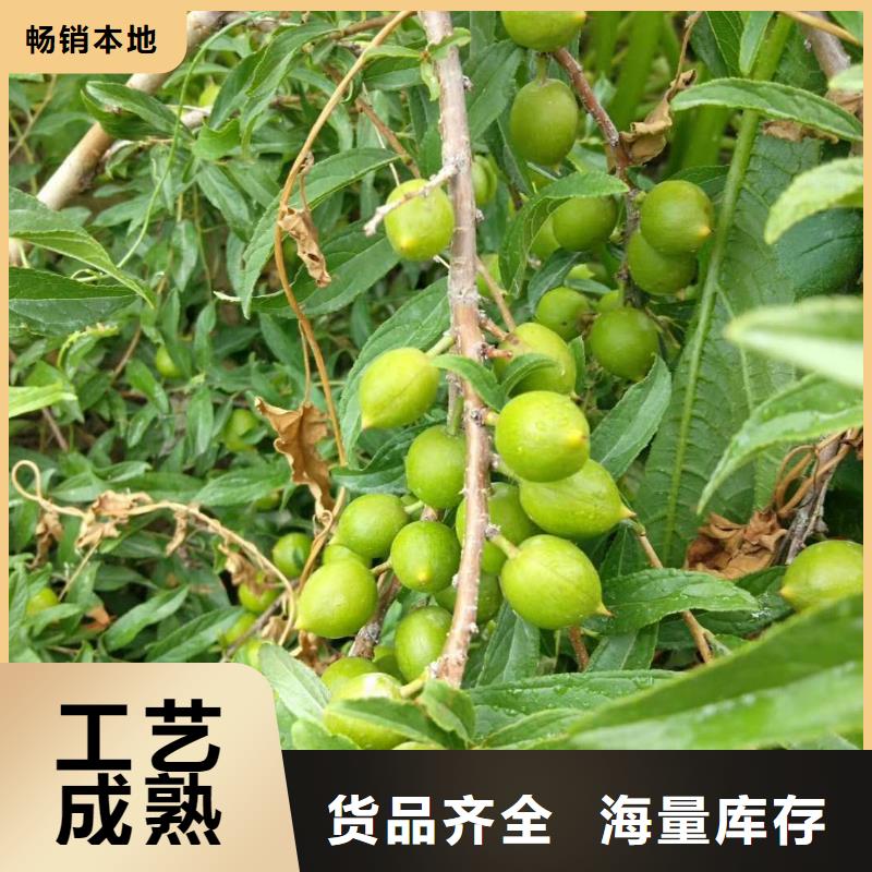 香港诚信南方栽种钙果树苗批发价格大量  