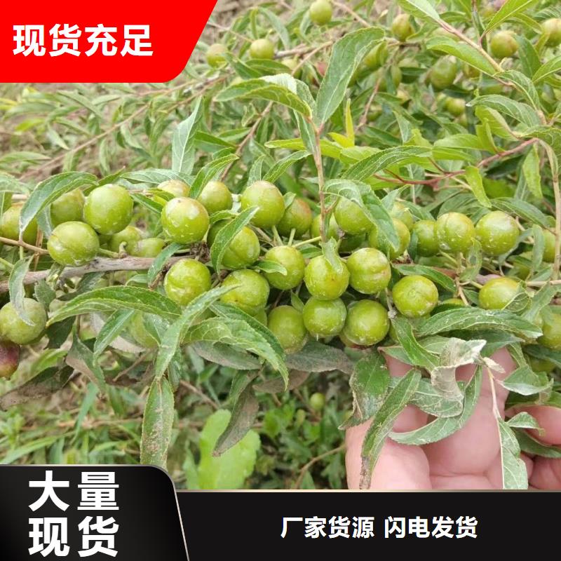 黑龙江本土中华钙果9号树苗包成活种植基地