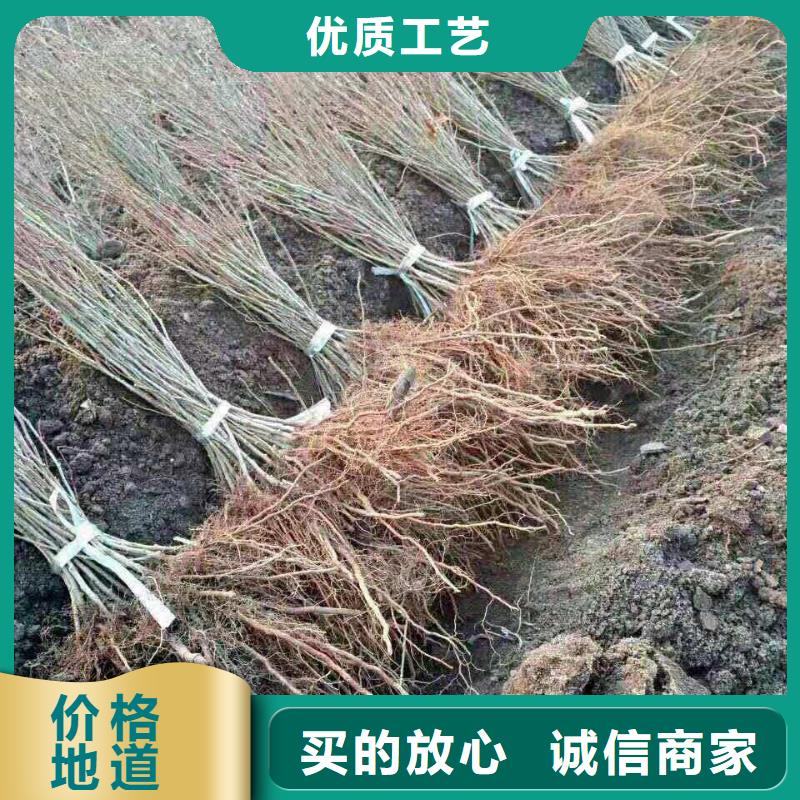 【润鑫】屏南钙果王鲜食树苗种植基地一年结几次