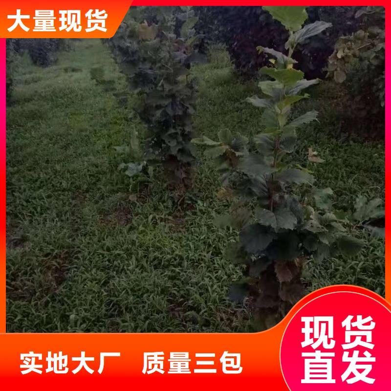 台州定制达维大榛子树苗农户自己种植无中间商