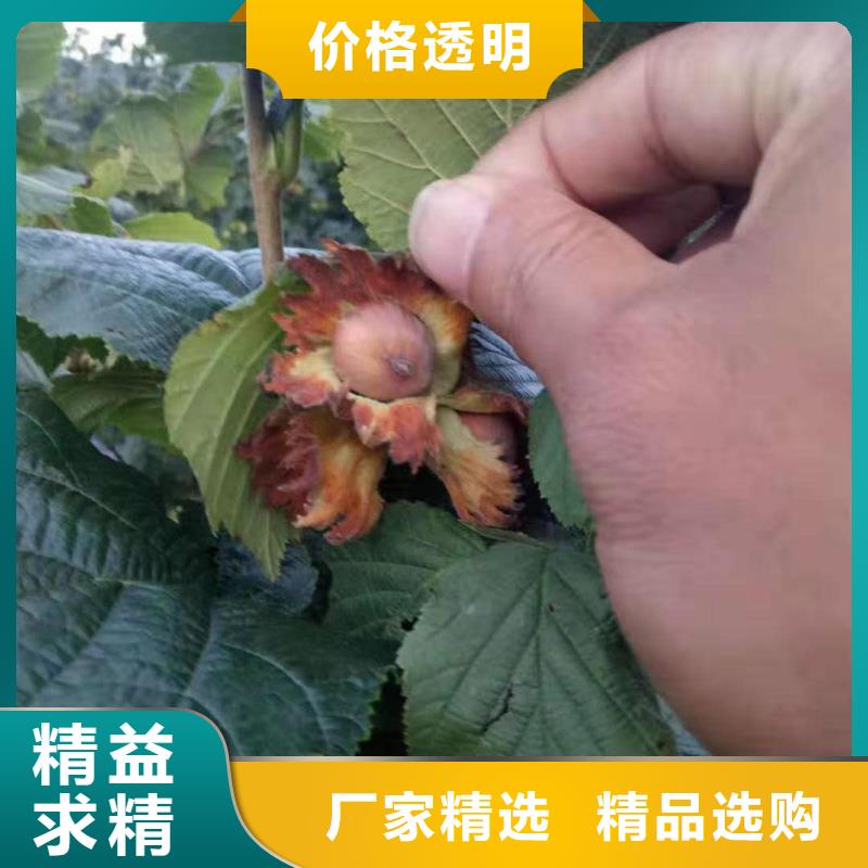 [润鑫]潮安达维大榛子树苗种苗大量供应价格低