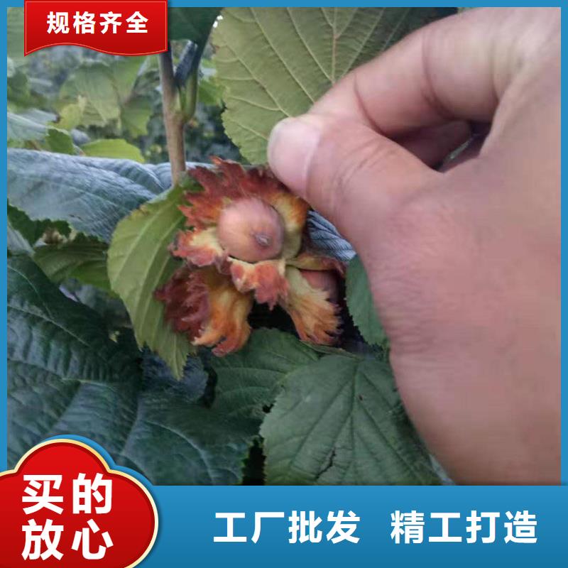 《润鑫》中原定植坐果大榛子树苗种苗大量供应价格低