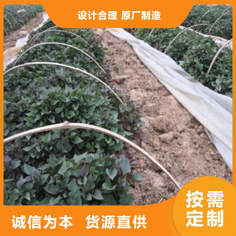 长春生产紫薯苗（绫紫）专业生产厂家