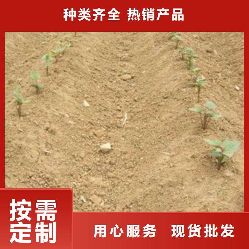 黑龙江采购紫薯苗（济黑2号）多少钱一斤