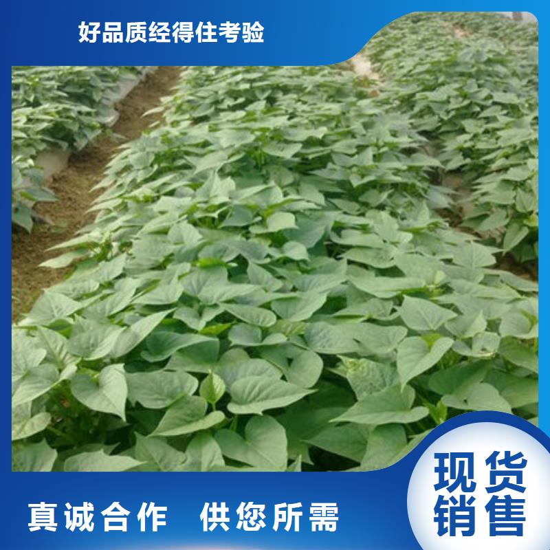 淄博本地紫薯苗（紫罗兰）价格多少钱一斤