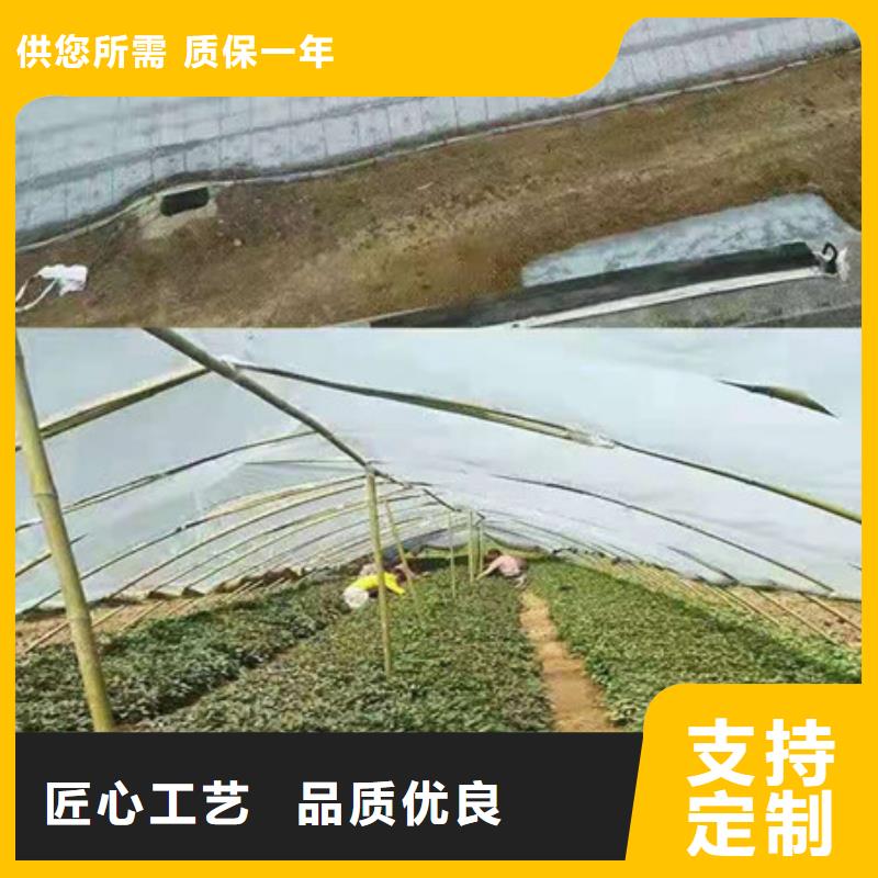 郑州附近紫薯苗（济黑2号）多少钱一棵