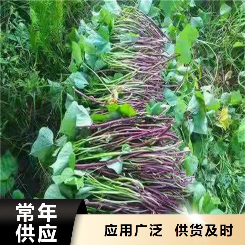 紫薯苗一站式服务源厂直接供货
