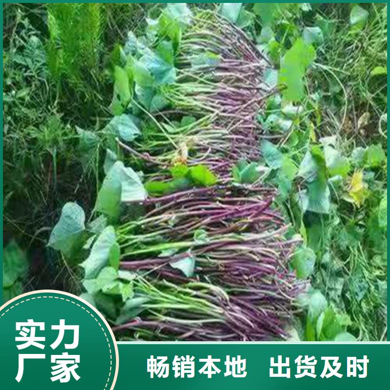 紫薯苗现货质量好快速物流发货