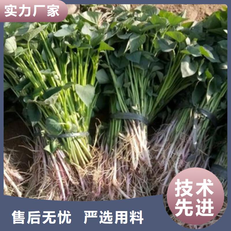 生产紫薯苗_精选厂家附近货源