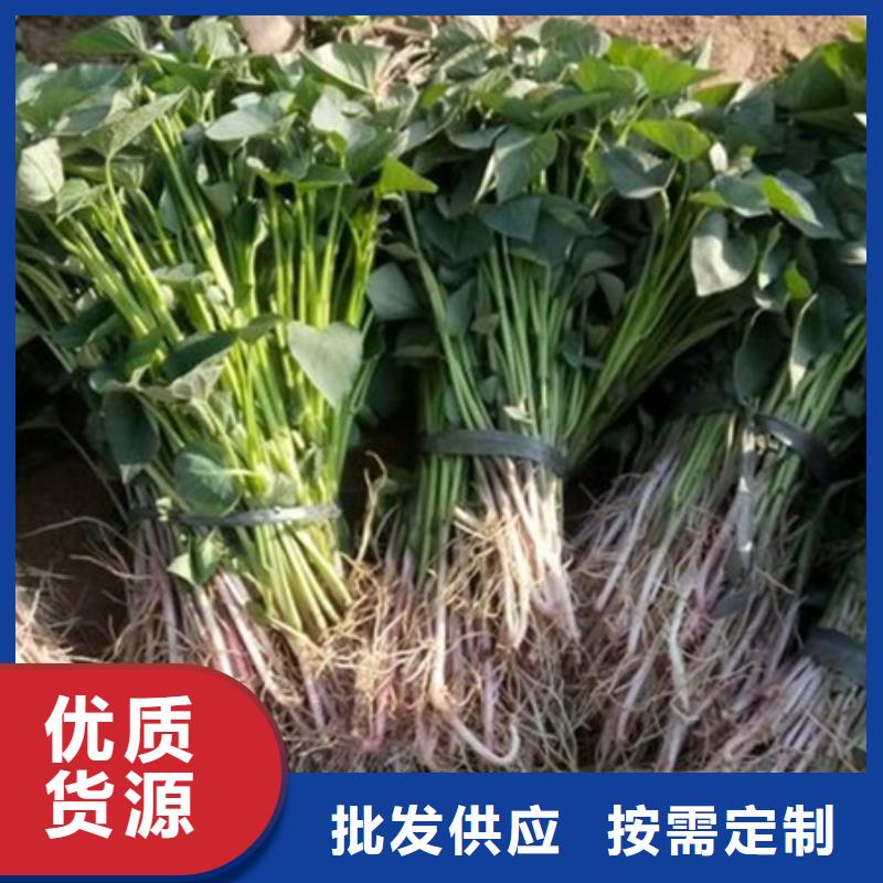 郑州本地紫薯苗（济黑1号）质量保障