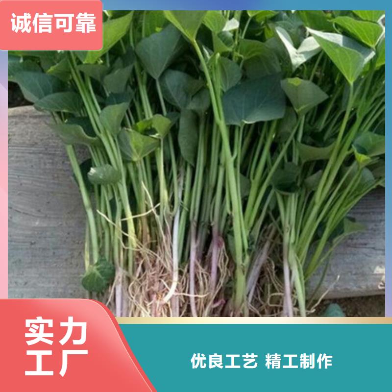 【太原】找紫薯苗（东风8号）适宜气候