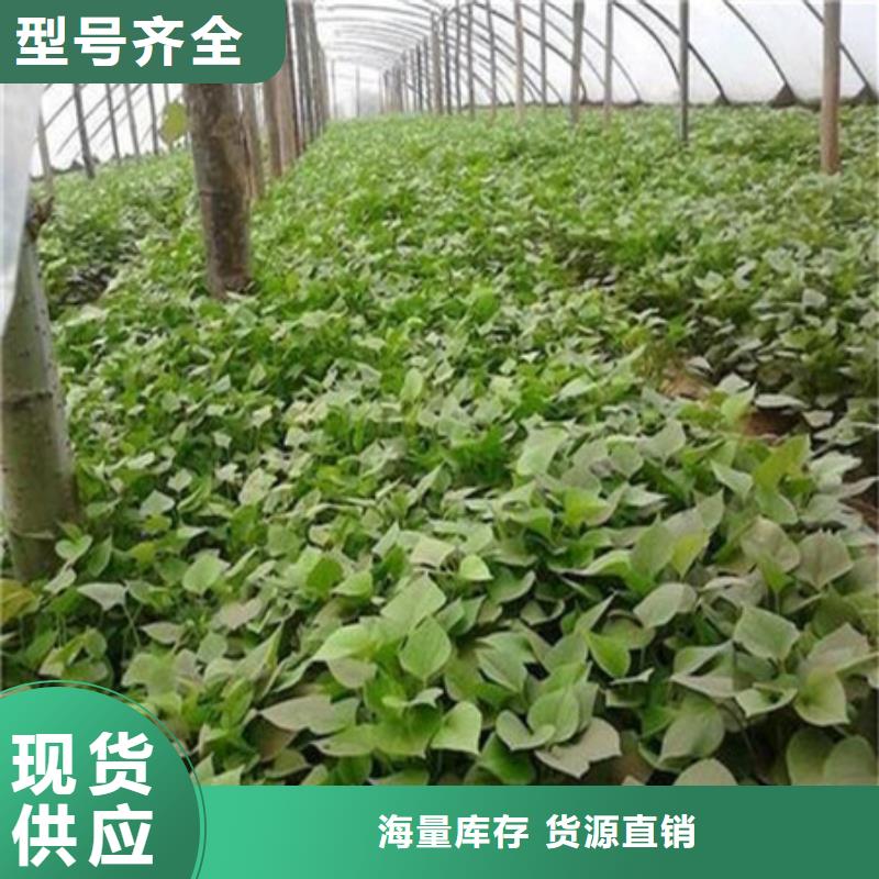 忻州经营紫薯苗（紫罗兰）价格优惠