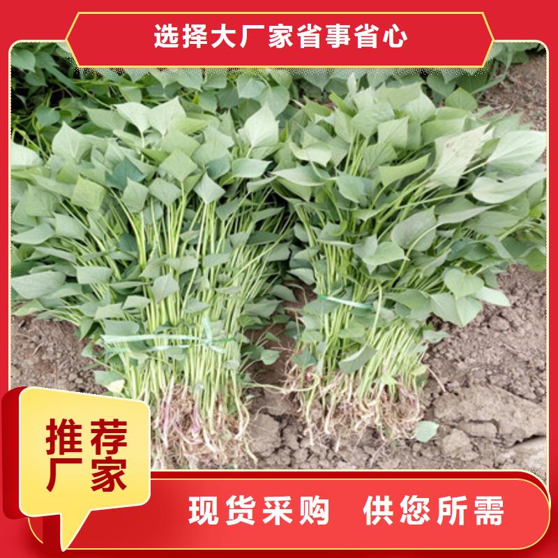 汕尾品质紫薯苗（东风8号）专业生产厂家
