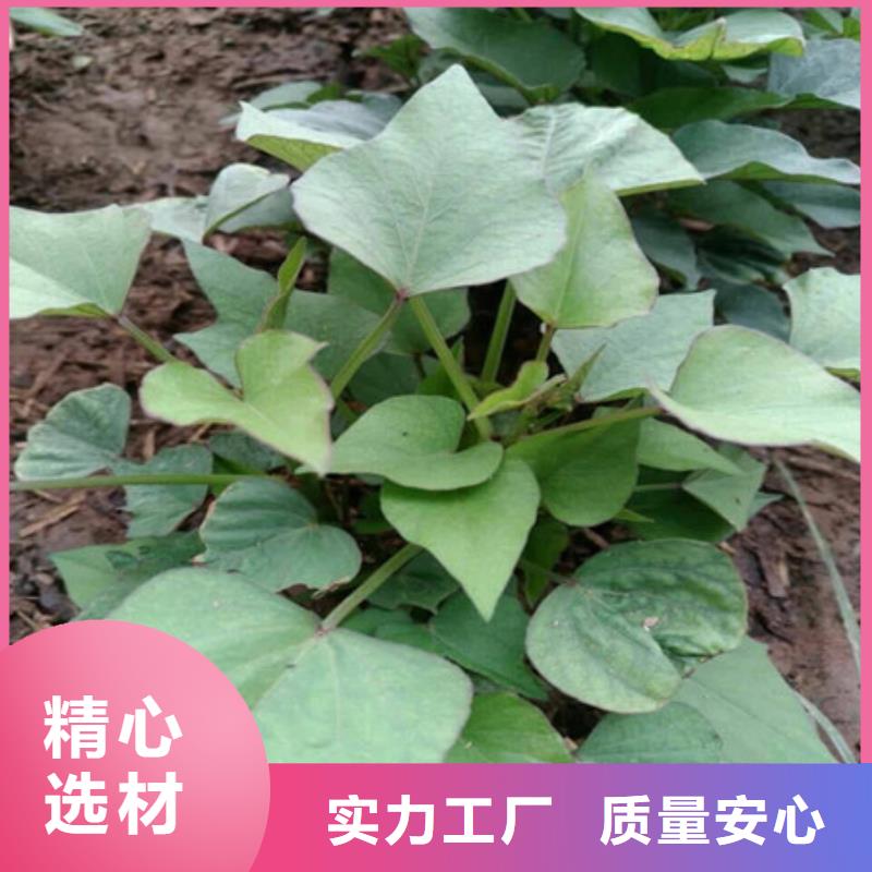 【贵港】咨询紫薯苗（济黑2号）什么时候种
