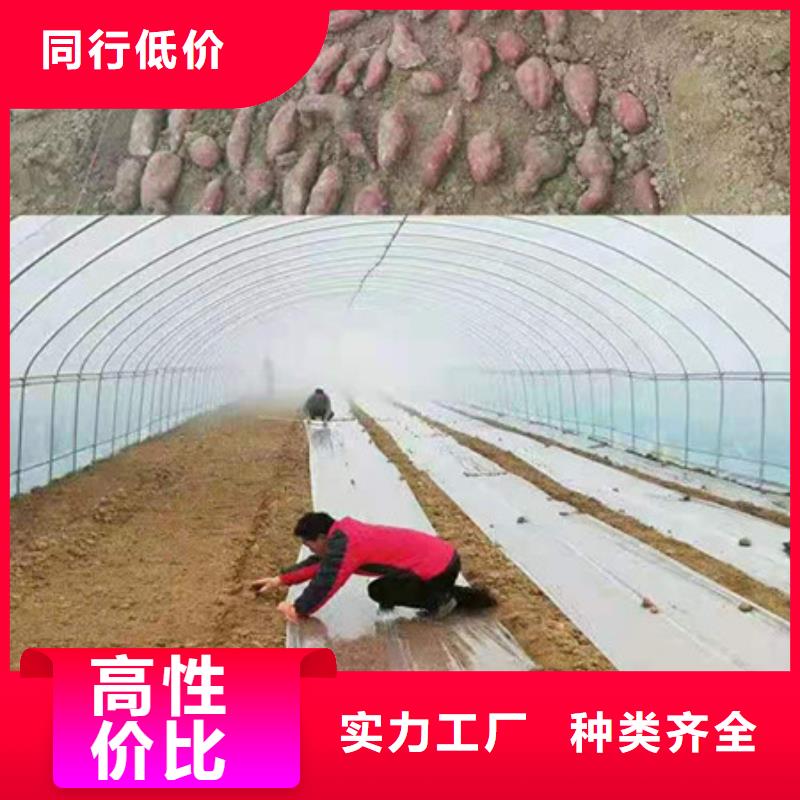 紫薯苗厂家-找乐农食品有限公司质检严格