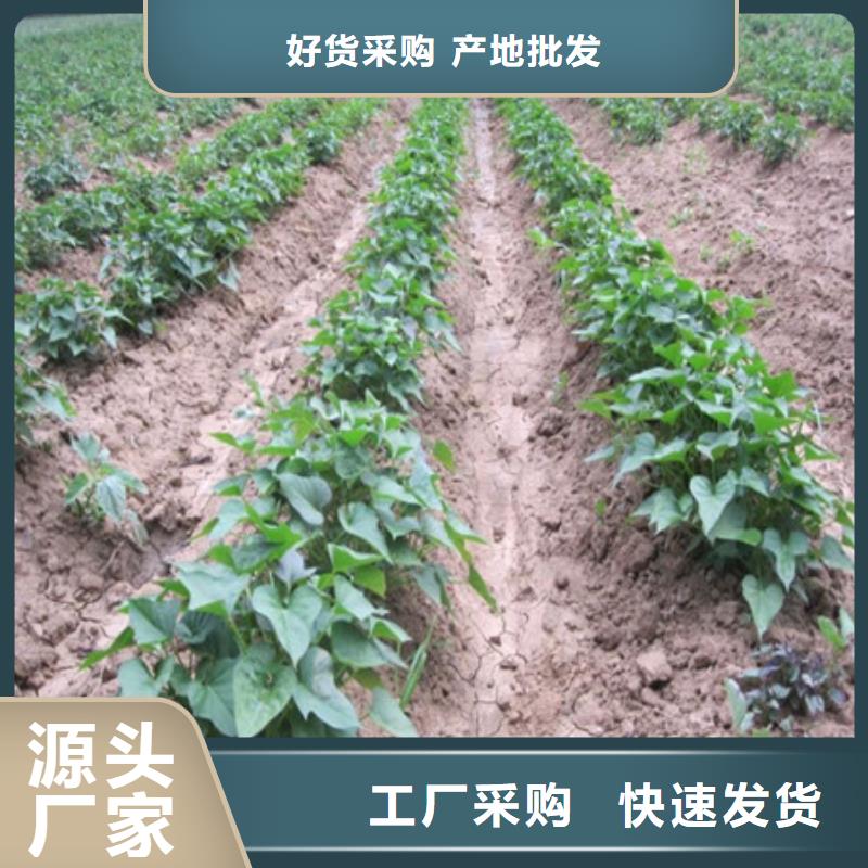 黑龙江生产紫薯苗（东风8号）厂家