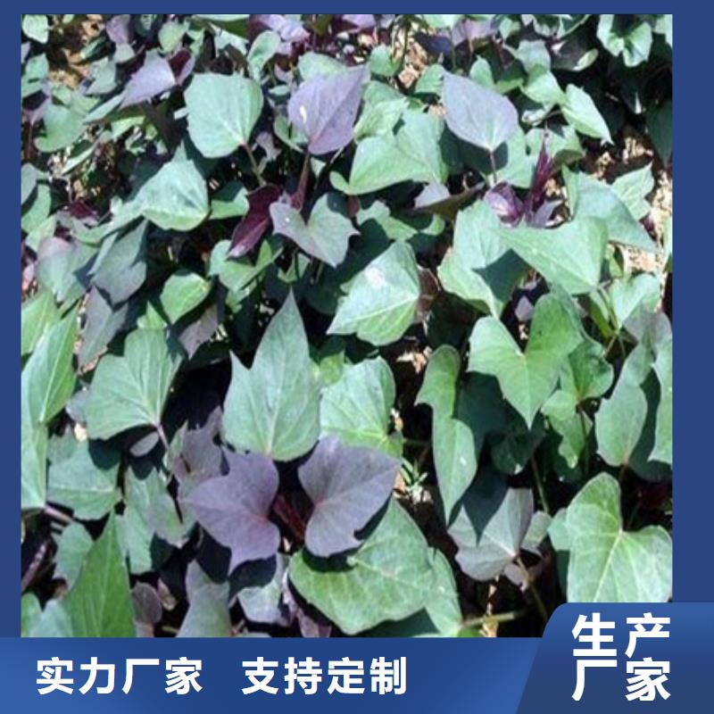 本土(乐农)紫薯苗（紫罗兰）品种