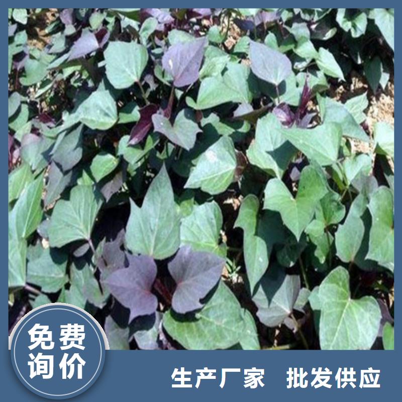 鲜食型紫薯苗