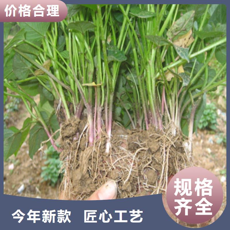 紫薯苗（济黑2号）培育方法