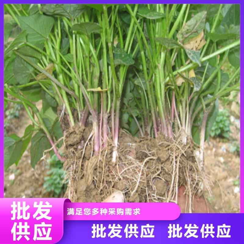 批发【乐农】紫薯苗（济黑2号）多少钱一棵