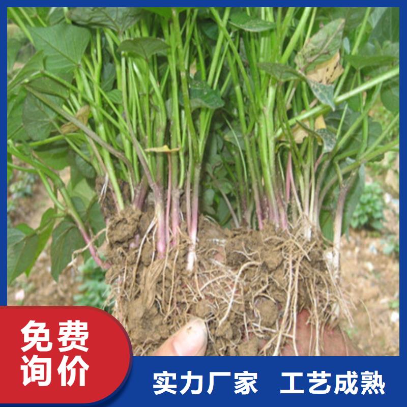 研发生产销售乐农紫薯苗（东风8号）  