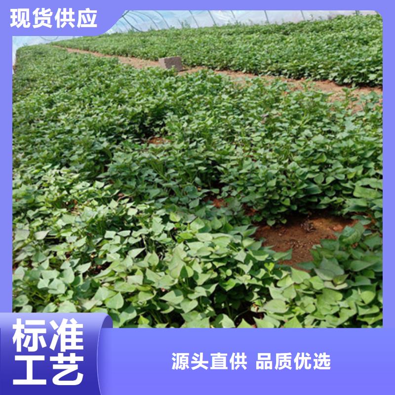 紫薯苗（绫紫）种植厂家