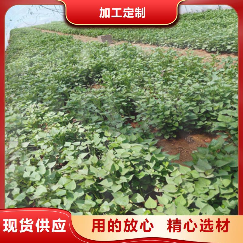 池州咨询紫红薯苗种植厂家