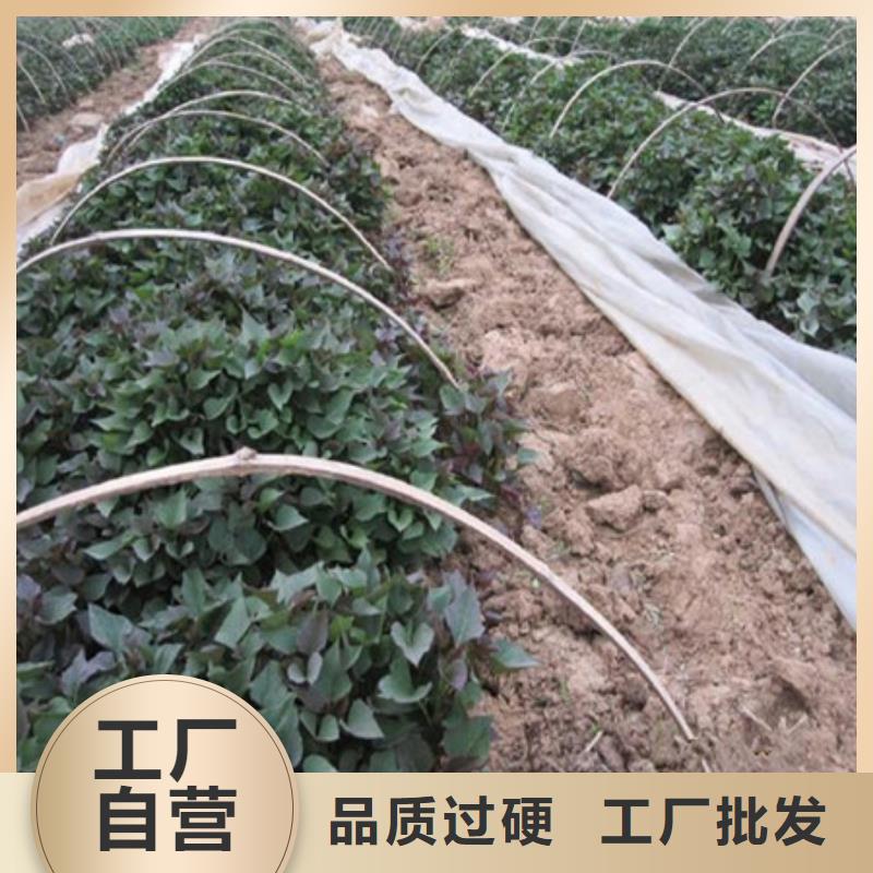 贵港同城紫红薯苗种植厂家