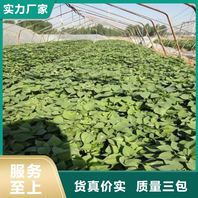 忻州同城紫红薯苗2021新苗上市