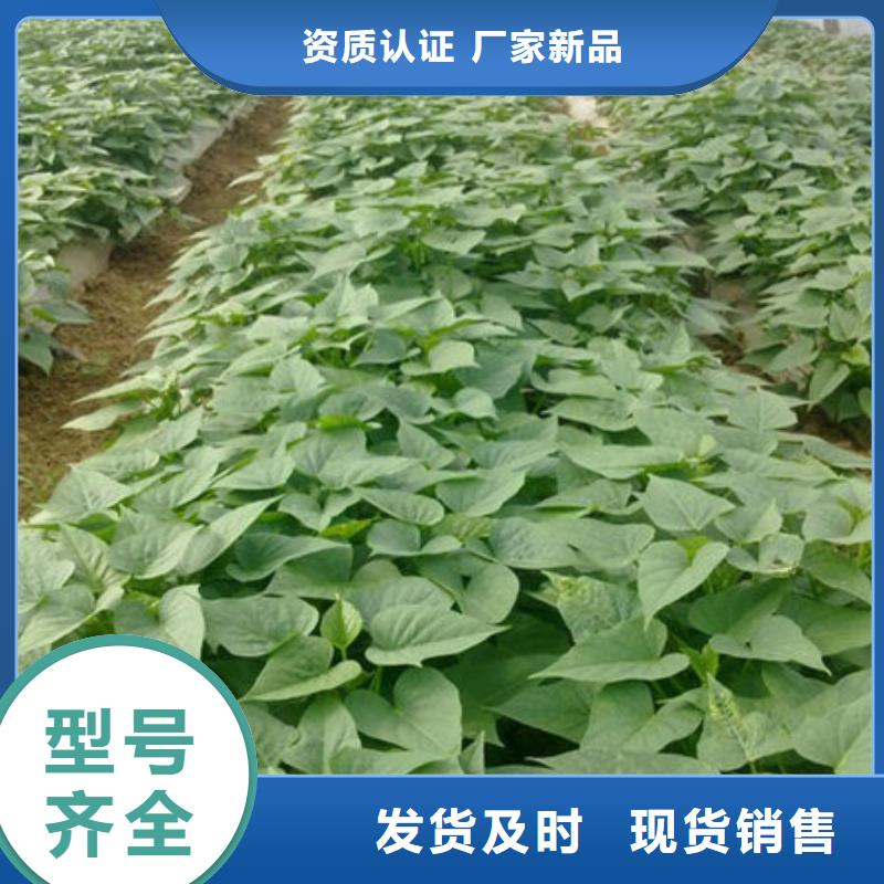 广安当地鲜食型紫薯苗图片